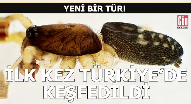 Yeni örümcek türü ilk kez Türkiye'de keşfedildi