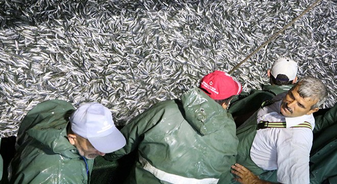 Yeni sezonun ilk gecesi 25 ton sardalya avlandı