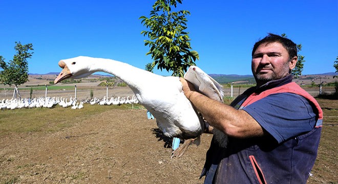 Yenişehir'de kaz yetiştiriciliği yaygınlaşıyor