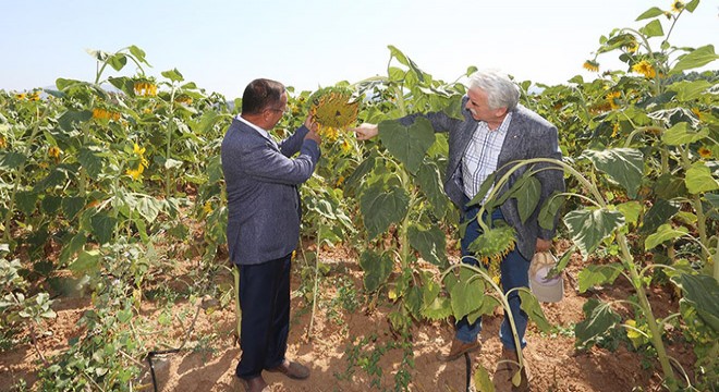 Yerli üretim ayçiçeklerinde hasat zamanı