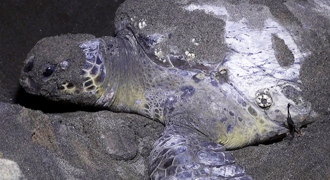 Yeşil deniz kaplumbağaları yumurta bırakmaya başladı