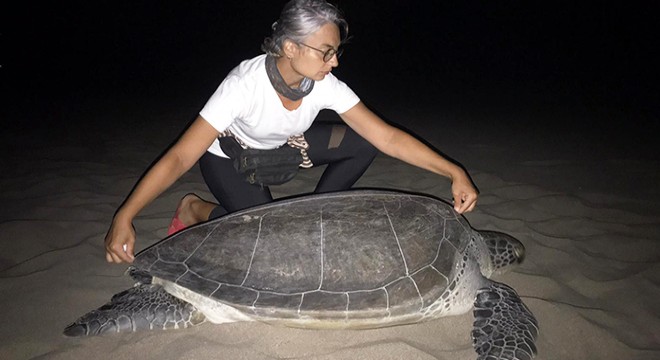 Yeşil deniz kaplumbağası, 9 yıl sonra Patara da