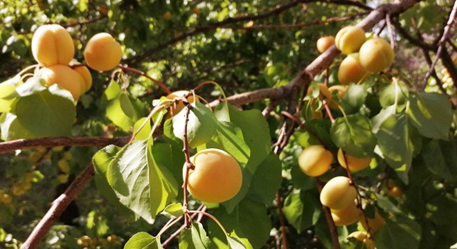 Yeşilhisar'da kayısı hasadı başladı