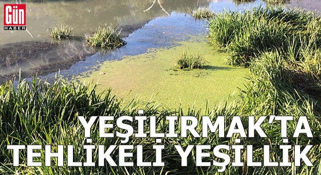 Yeşilırmak'ta tehlikeli yeşillik