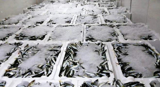 Yetişkin olmadan avlanan 3,5 ton balık ele geçirildi