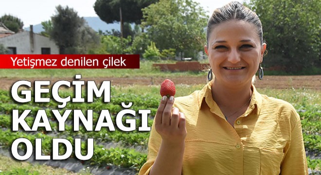 Yetişmez denilen çilek geçim kaynağı oldu
