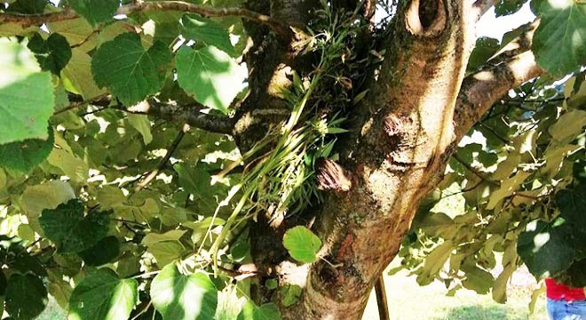 Yetiştirdikleri esrarı ağaç dallarında kuruturken yakalandılar