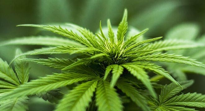 Yetiştirdikleri kenevirleri toplarken yakalandılar