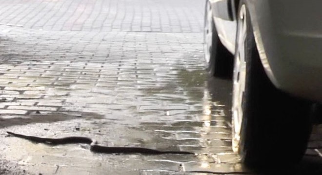 Yılan, aracın jantında 22 kilometre mesafedeki ilçeye geldi