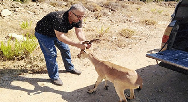 Yılanın ısırdığı yavru dağ keçisine tedavi