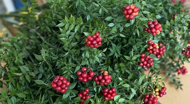 Yılbaşı çiçeği 'kokina'ya yoğun talep