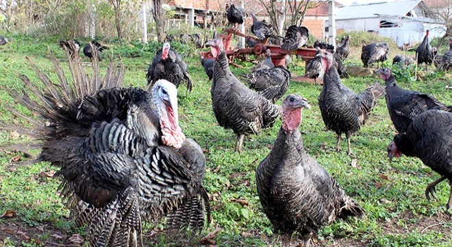 Yılbaşı öncesi hindinin fiyatı bin lirayı buluyor
