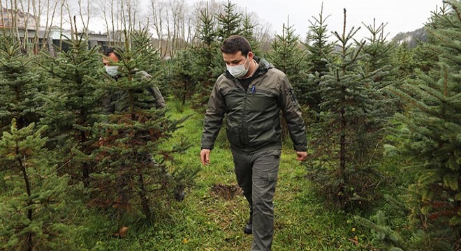 Yılbaşı öncesi kaçak çam ağacı kesimlerine sıkı denetim