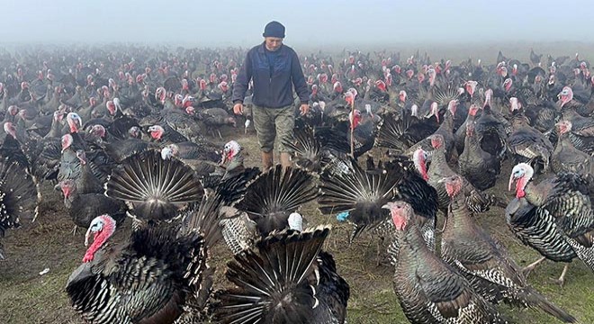 Yılbaşı hindisinin kilosu 350 lira