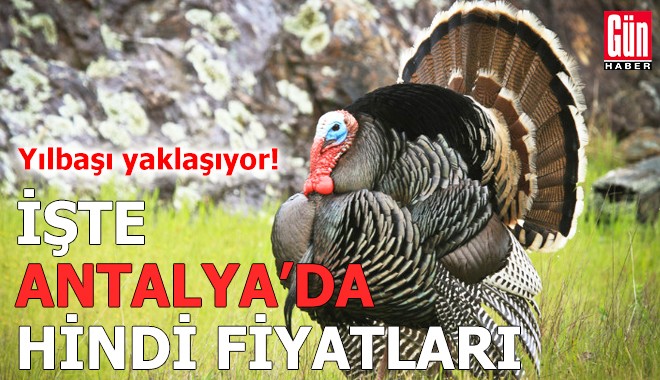 Yılbaşı yaklaşıyor! İşte Antalya'da hindi fiyatları