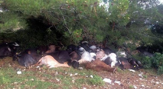 Yıldırım, 105 keçiyi telef etti