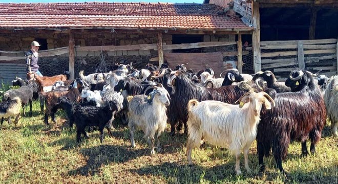 Yıldırım isabet eden ağacın altında 21 küçükbaş öldü