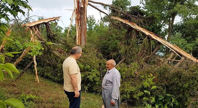 Yıldırım düşen ağaç parçalandı