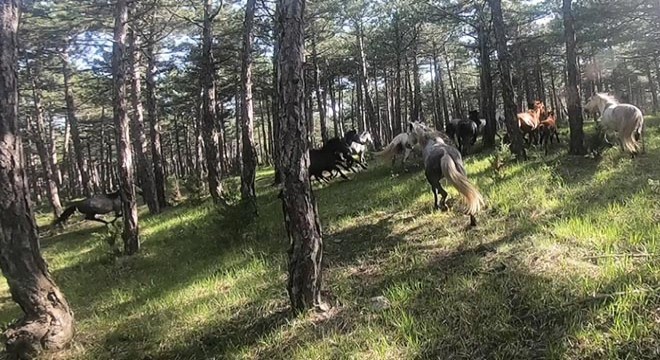 Yılkı atları sürü halinde görüntülendi