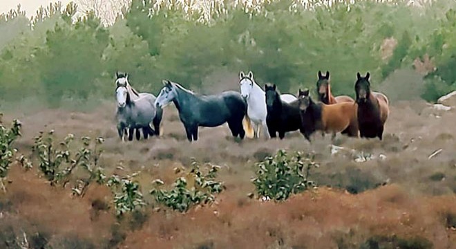 Yılkı atlarıyla  Anadolu manzarası 