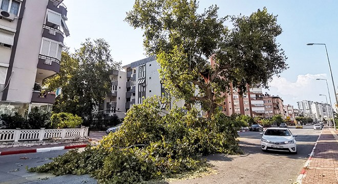 Yıllara meydan okuyan çınar ağacı, zamana yenik düştü