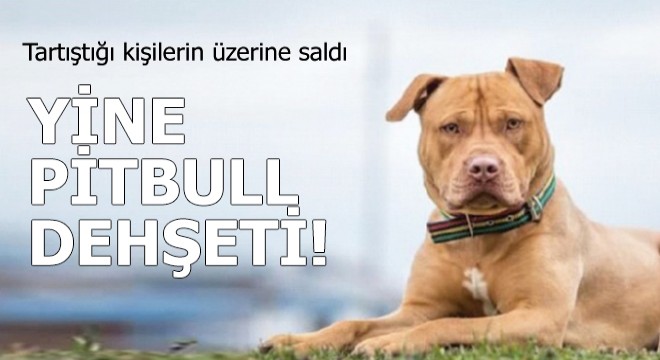 Yine pitbull dehşeti!