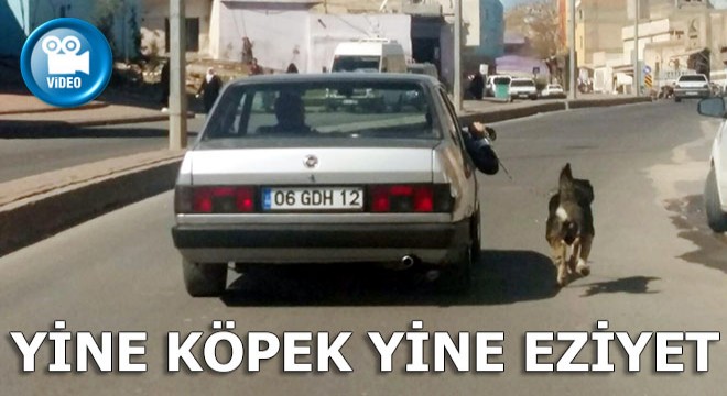 Yine köpek yine eziyet