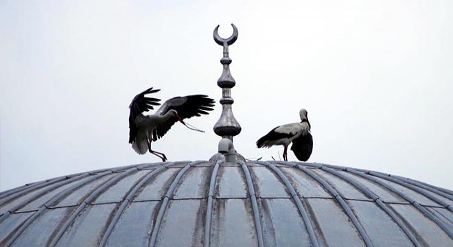 Yiyecek arayan leyleğin boynuna poşet dolandı