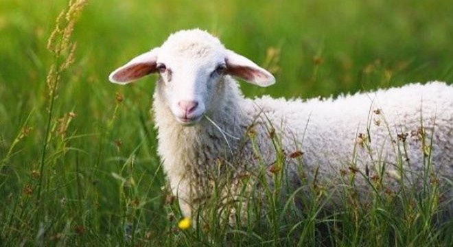 Yoğun siste kaybolan 150 koyunu jandarma buldu