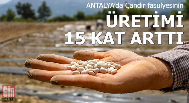 Yok olma tehlikesi yaşayan 'Çandır fasulyesi'nin üretimi 15 kat arttı