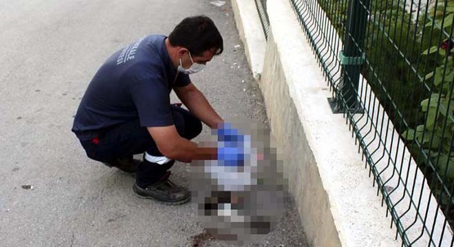 Yol kenarında kafası ve ayakları kopmuş kedi bulundu