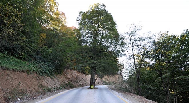 Yol ortasındaki asırlık gürgen, kesilmekten kurtarıldı