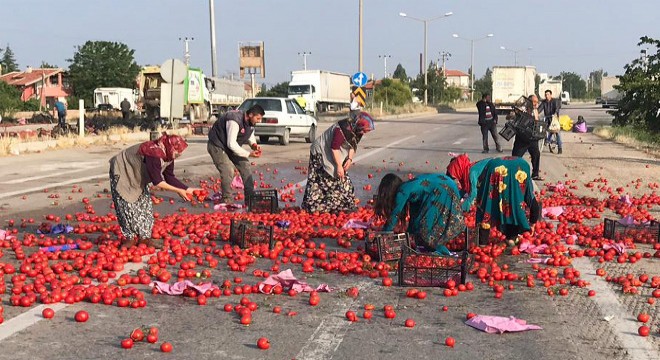 Yola saçılan domatesleri topladılar