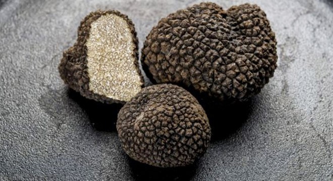 Yolcuların valizlerinden 83 kilo trüf mantarı çıktı