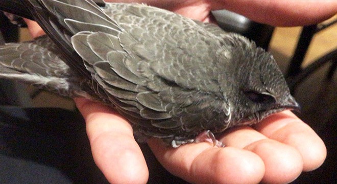 Yolda bulduğu ebabili 2 gün besleyip, doğaya bıraktı