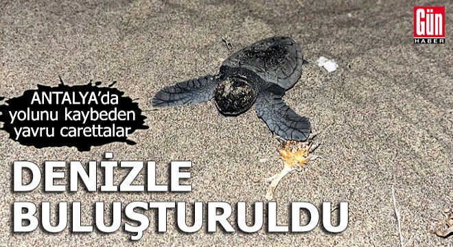Yolunu kaybeden yavru carettalar denizle buluşturuldu