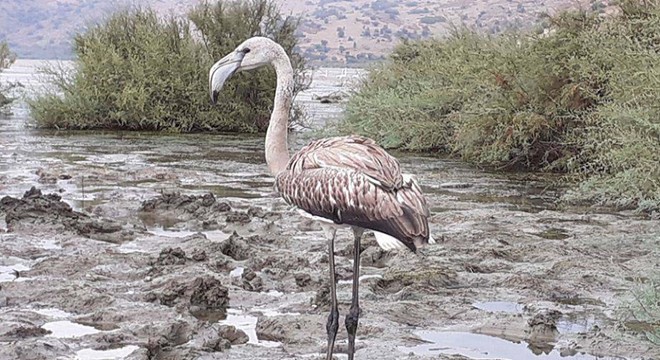 Yolunu şaşıran flamingo göle bırakıldı