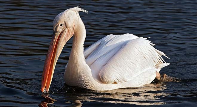 Yorgun pelikan, bakım sonrası doğaya salındı