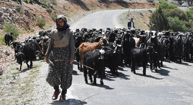 Yörükler yayla yoluna çıktı