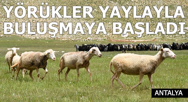 Yörükler, yaylalarla buluşmaya başladı