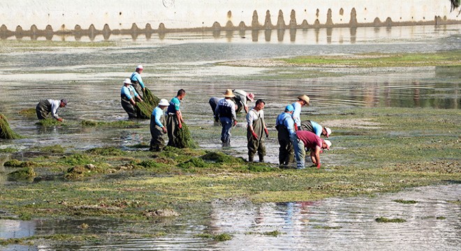 Yosunla kaplanan Seyhan Nehri’nde dip temizliği