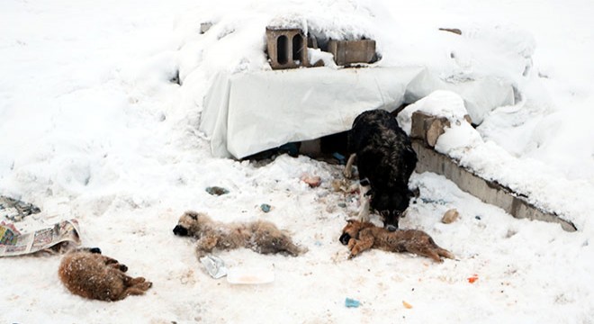 Yüksekova'da dondurucu soğuklar: 3 yavru köpek öldü