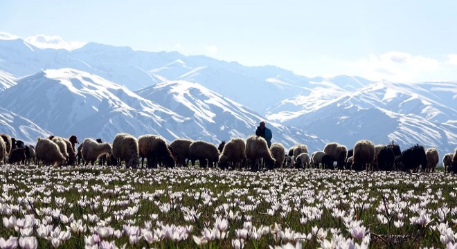 Yüksekova'da kardelen güzelliği