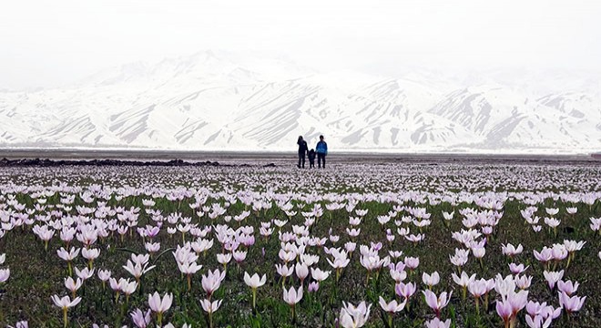 Yüksekova’da kardelenler çiçek açtı