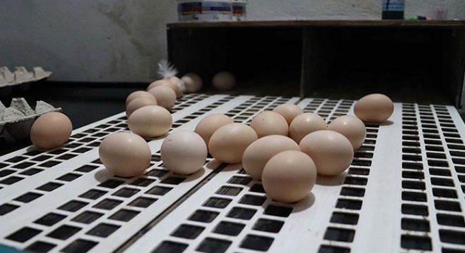 Yumurta üreticisinde ‘gezen tavuk yumurtası’ uyarısı