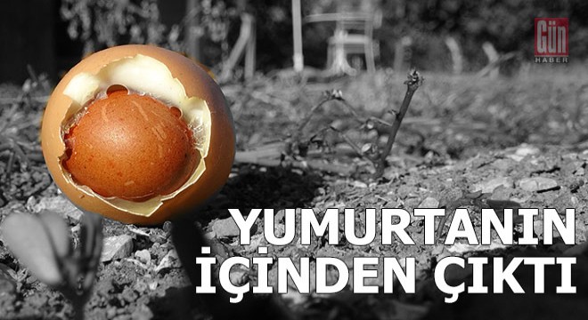 Yumurtanın içinden çıktı