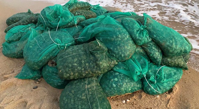 Yunanistan'a götürülmek istenilen 1 ton midye ele geçirildi