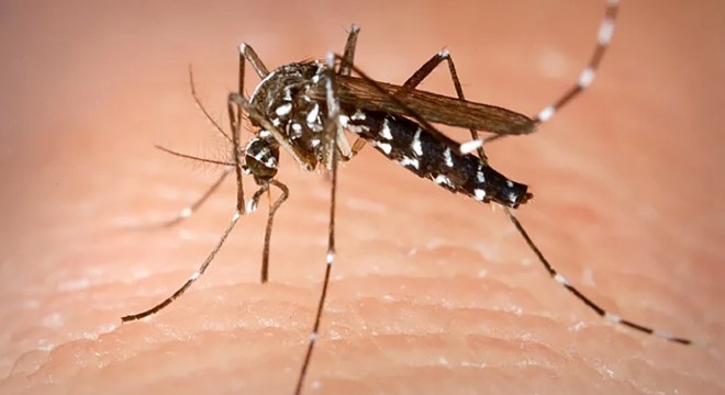 Yunanistan da Batı Nil Virüsü nedeniyle 20 kişi öldü