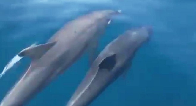 Yunuslar, turist taşıyan teknenin yanında yüzdü