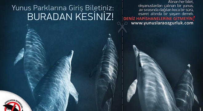 Yunuslara ve diğer hayvanlara işkencenin peşindeler